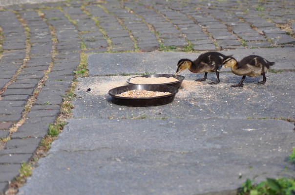 Fressende Entenküken