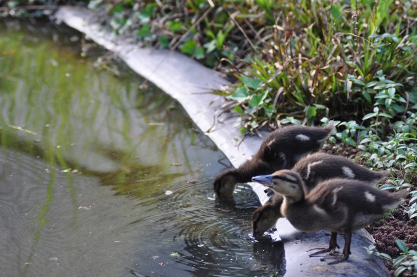 Trinkende Entenküken