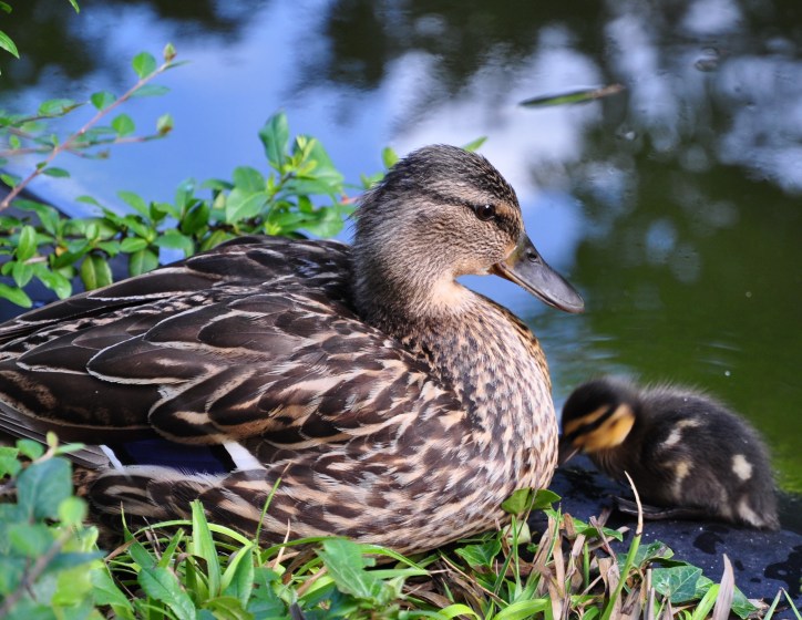 Ente mit Küken